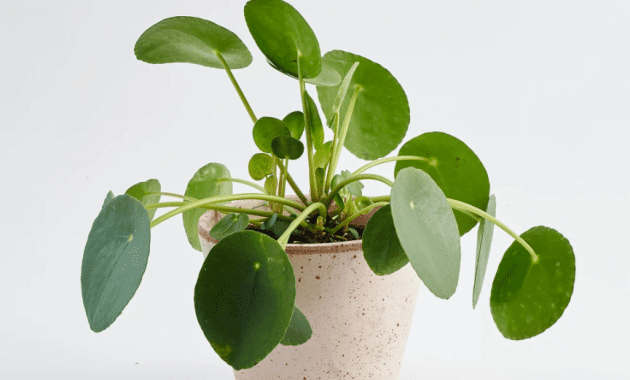 Pilea Peperomiodes