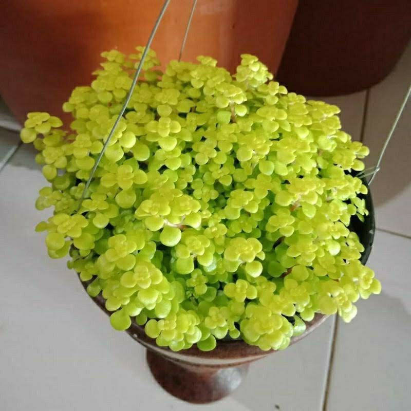 Tanaman Air Mata Bayi